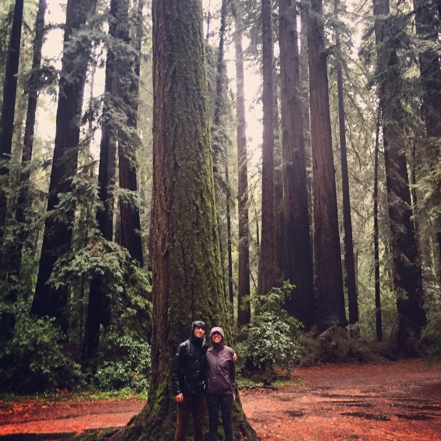 Henry Cowell State Park