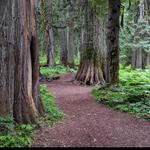 Ross Creek Cedars Scenic Area