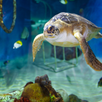 Mote Marine Laboratory & Aquarium
