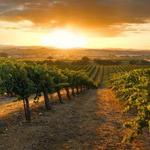 Paso Robles Wine Tours