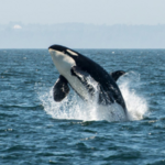 Whale Watching Tours Northwest