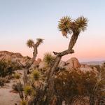 Day Trip To Joshua Tree