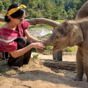 Day Pass - Elephant Sanctuary in Thailand