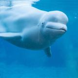 Mystic Aquarium