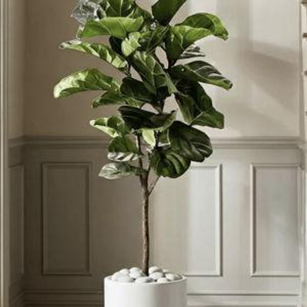 Lowe's Fiddleleaf Fig House plant in 6.5 Gallon(s) Pot 1 -Pack