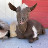 Hang with the Luther Glen Farm animals!