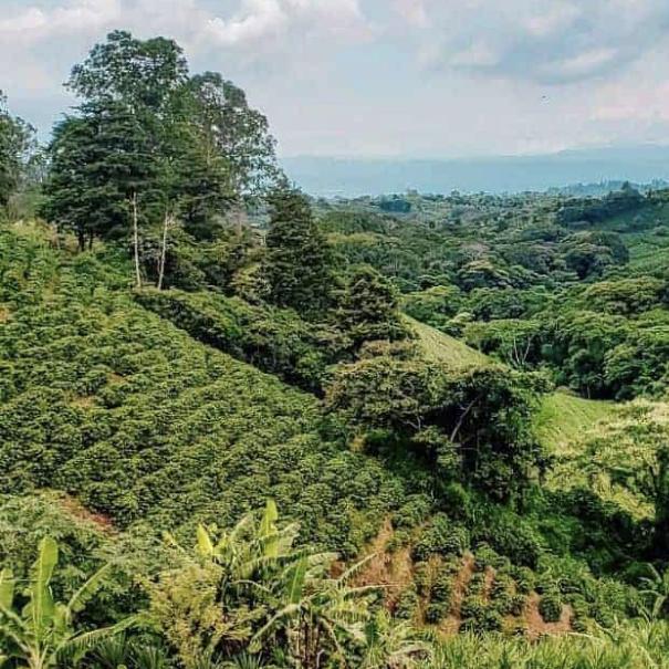 Coffee and Chocolate Farm Tour in Costa Rica