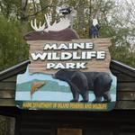 Maine Wildlife Park