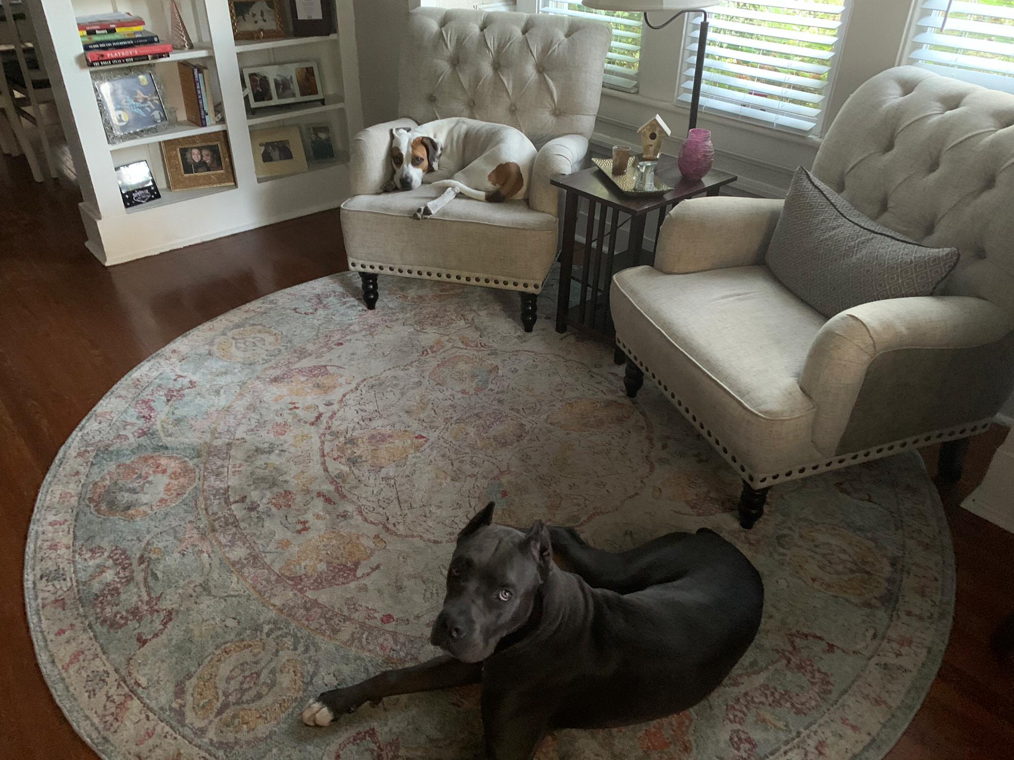 Our 2 monsters, Rosie Posie and Casanova.