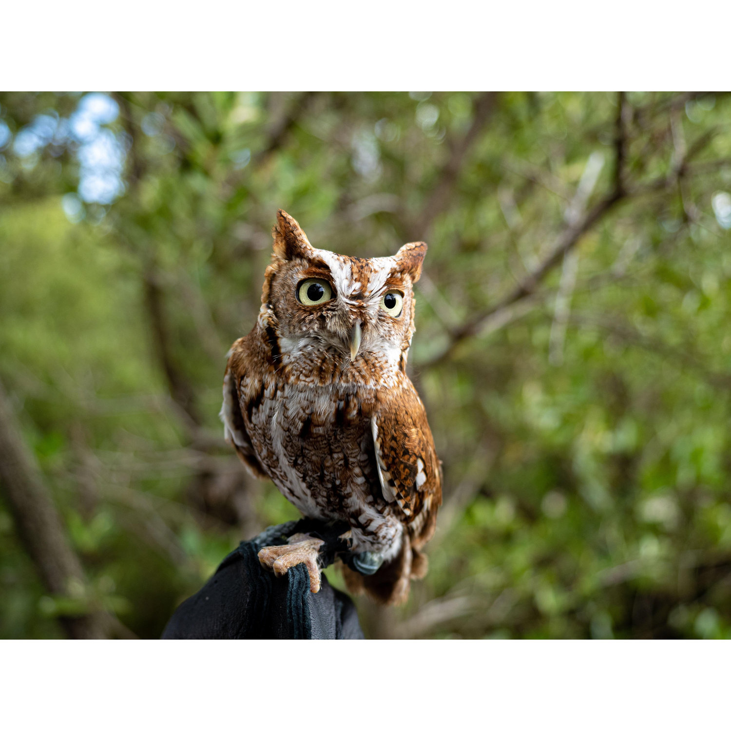 Luna the Owl, who delivered the scroll to Amanda.