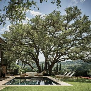 A Tree for our (future) kids to climb