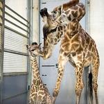 Greenville Zoo