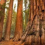 Mariposa Grove of Giant Sequoias