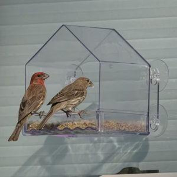 NATURES WAY BIRD PRODUCTS Clear View Window Bird Feeder, Clear, 2-cup - Chewy.com