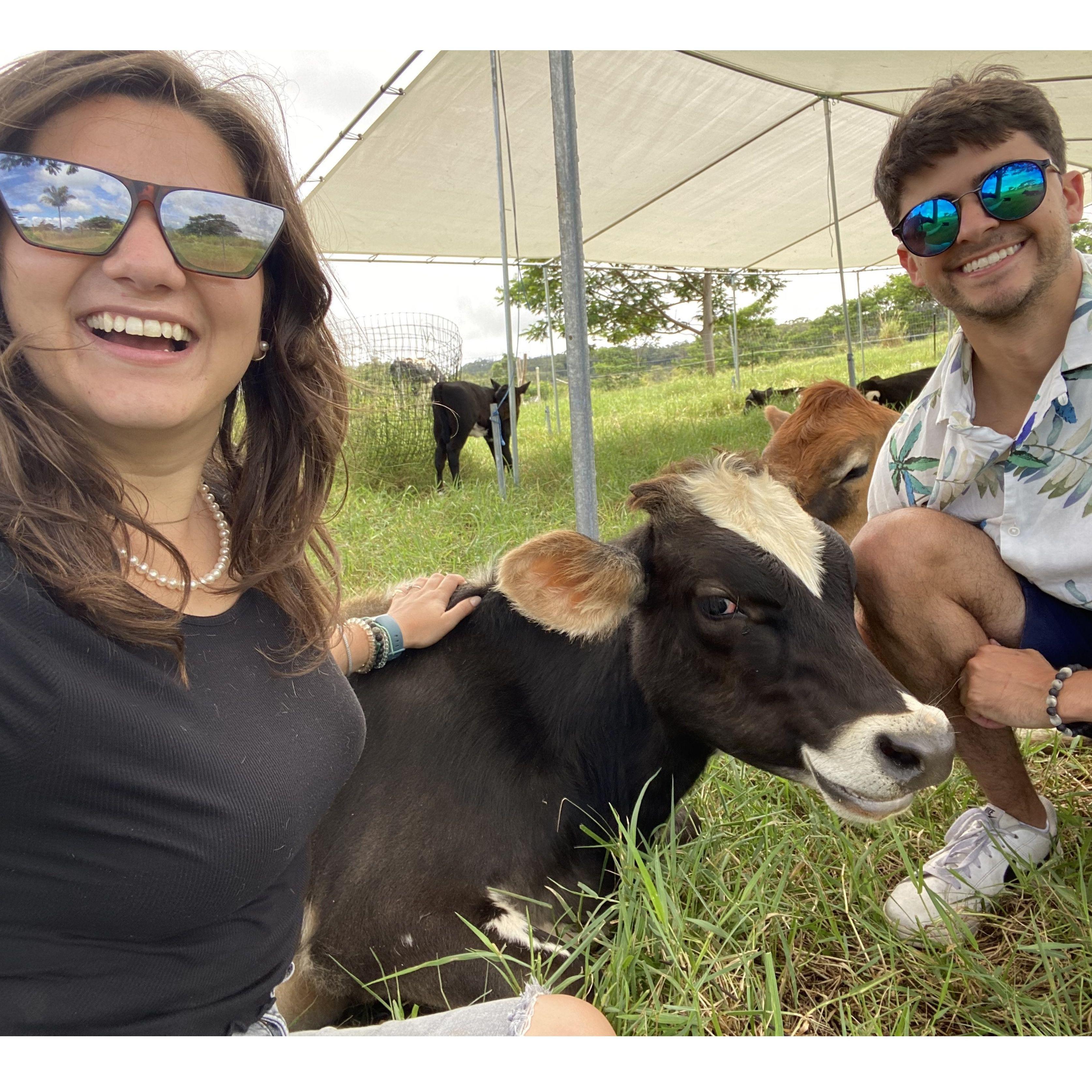 Cow cuddling sanctuary in Hilo, Hawai'i