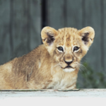 Naples Zoo at Caribbean Gardens