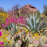 Desert Botanical Garden