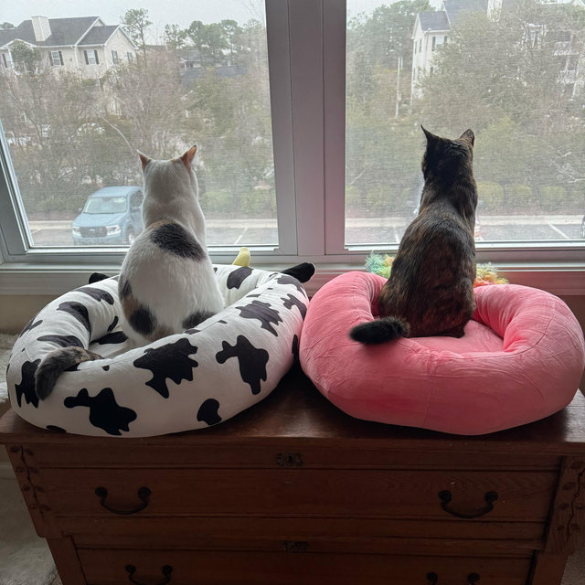 Donate to Feline Matchmakers Cat Rescue