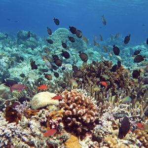 Malaysia - Snorkeling