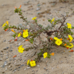 Bolsa Chica Ecological Reserve
