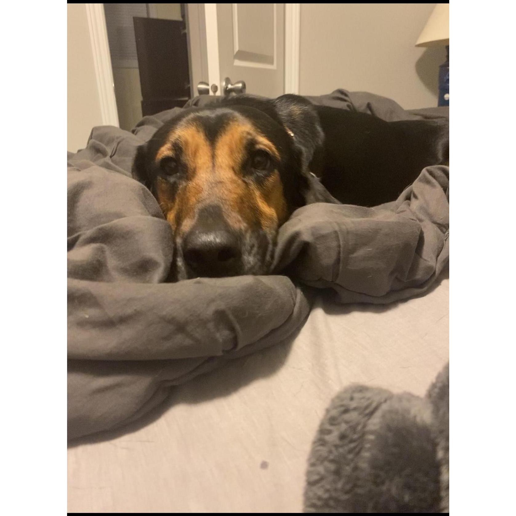 Our first fur baby we got as a couple, our sweet Naboo.