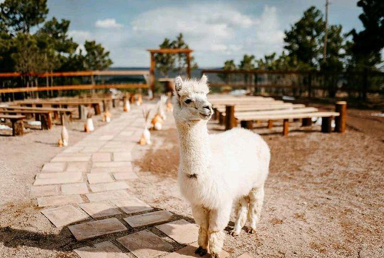 The Wedding Website of Sierra Brimmer and Jaden Heintzman