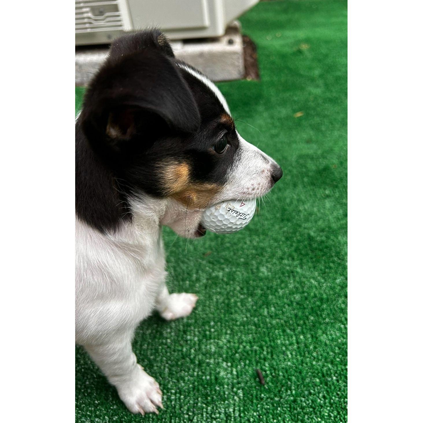 Golf Balls Should Be On Our Registry