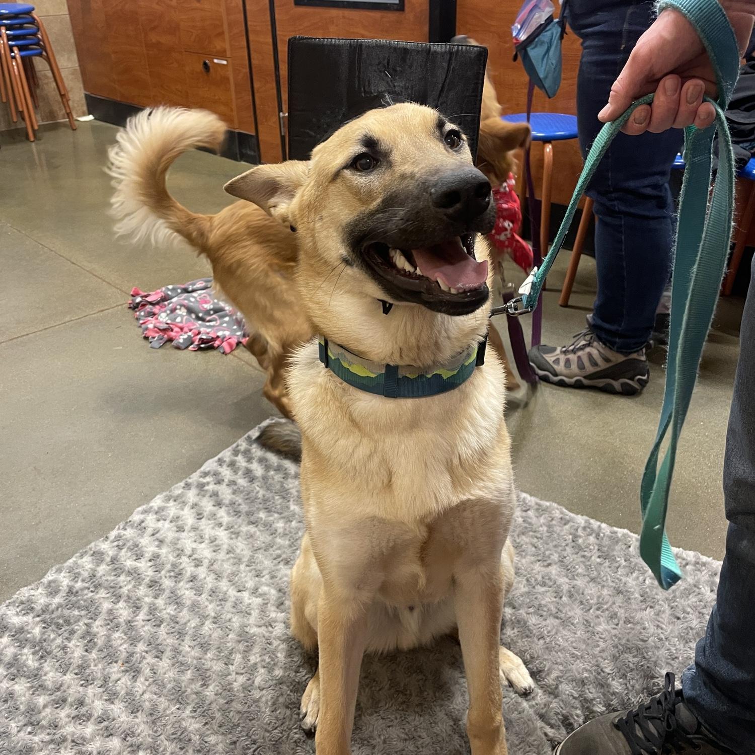 Megan & Jack's dog, Dalton, celebrates his graduation from level 2 obedience