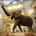 Natural History Museum