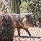 Arizona-Sonora Desert Museum