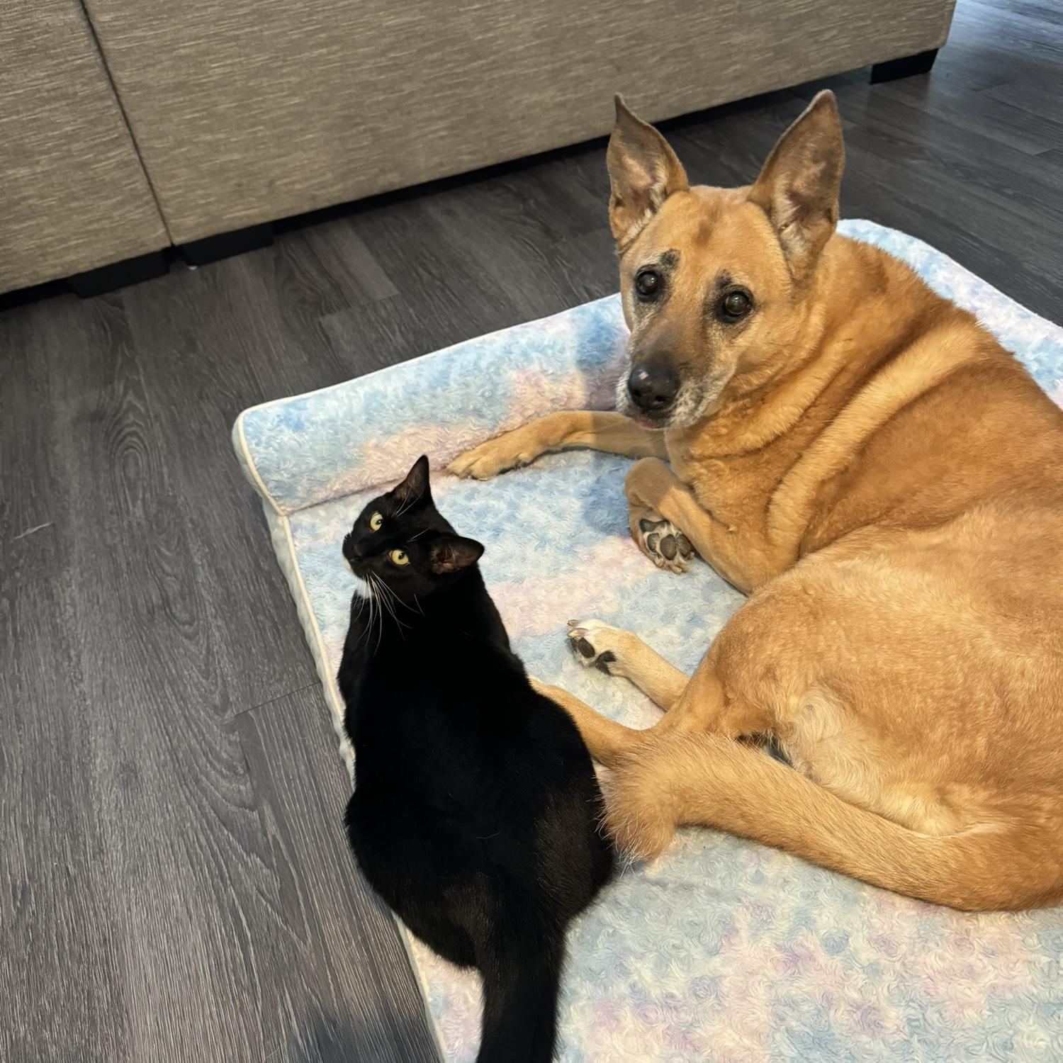 Krista’s dog and cat, Ada and Billie, sharing Ada’s bed, June 2024