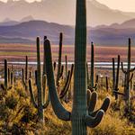 Saguaro National Park