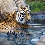 The Catty Shack Ranch Wildlife Sanctuary