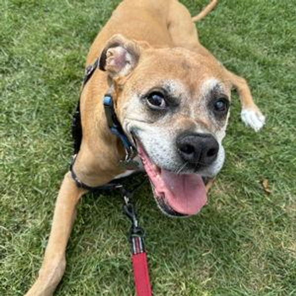 Donate to the Atlanta Humane Society