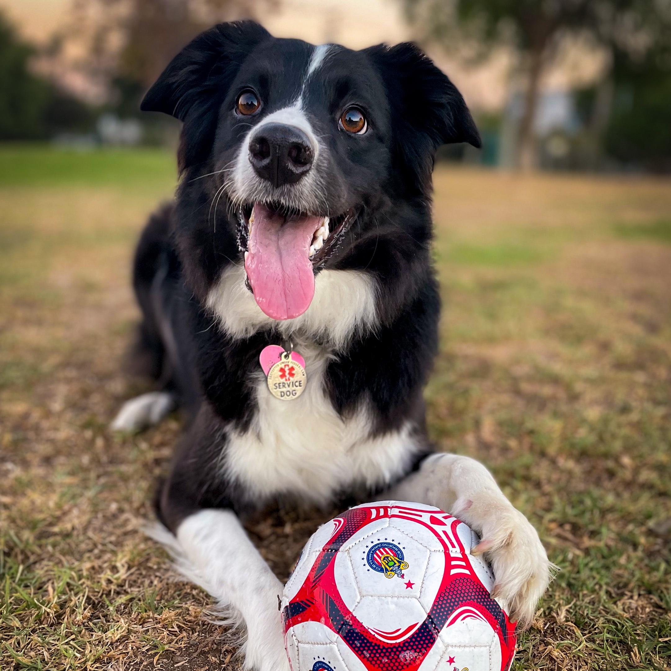 A house with a yard for Daisy ❤️