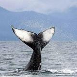 Whale Watching