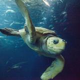 South Carolina Aquarium
