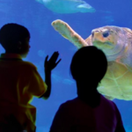 Newport Aquarium