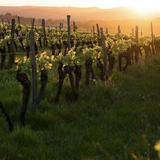 Edge of the Lake Vineyard