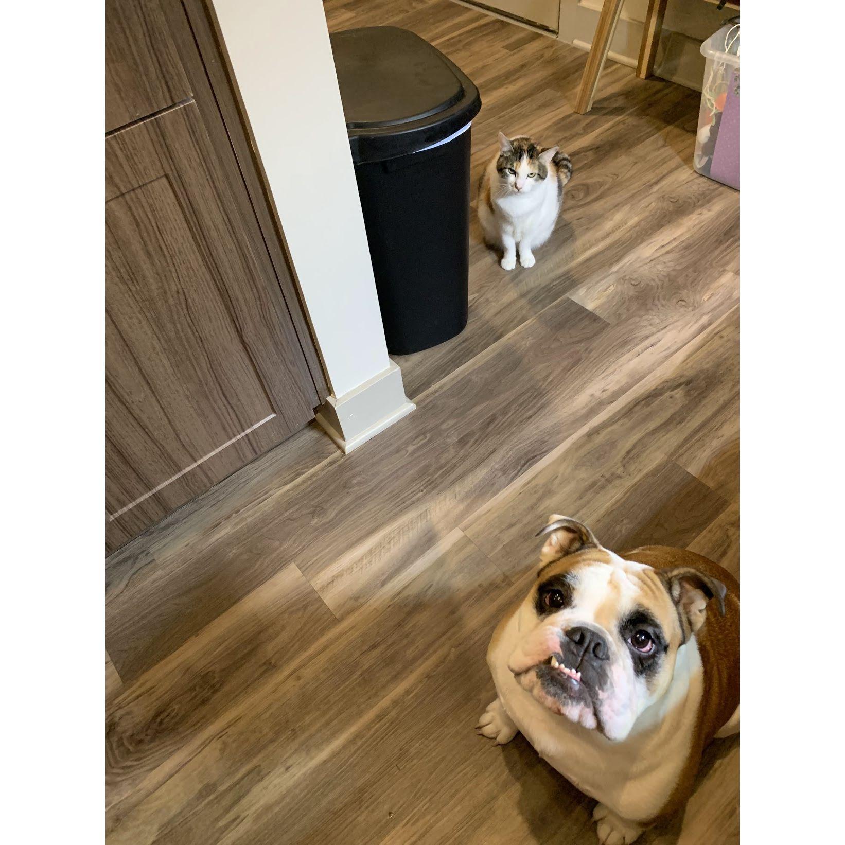 Our dog Ophelia and our cat Oatmeal