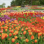 Minnesota Landscape Arboretum