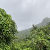 El Yunque National Forest