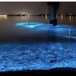 Bahía Bioluminiscente