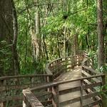 Corkscrew Swamp Sanctuary