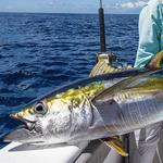 Deep Sea Fishing - Maalaea Harbor