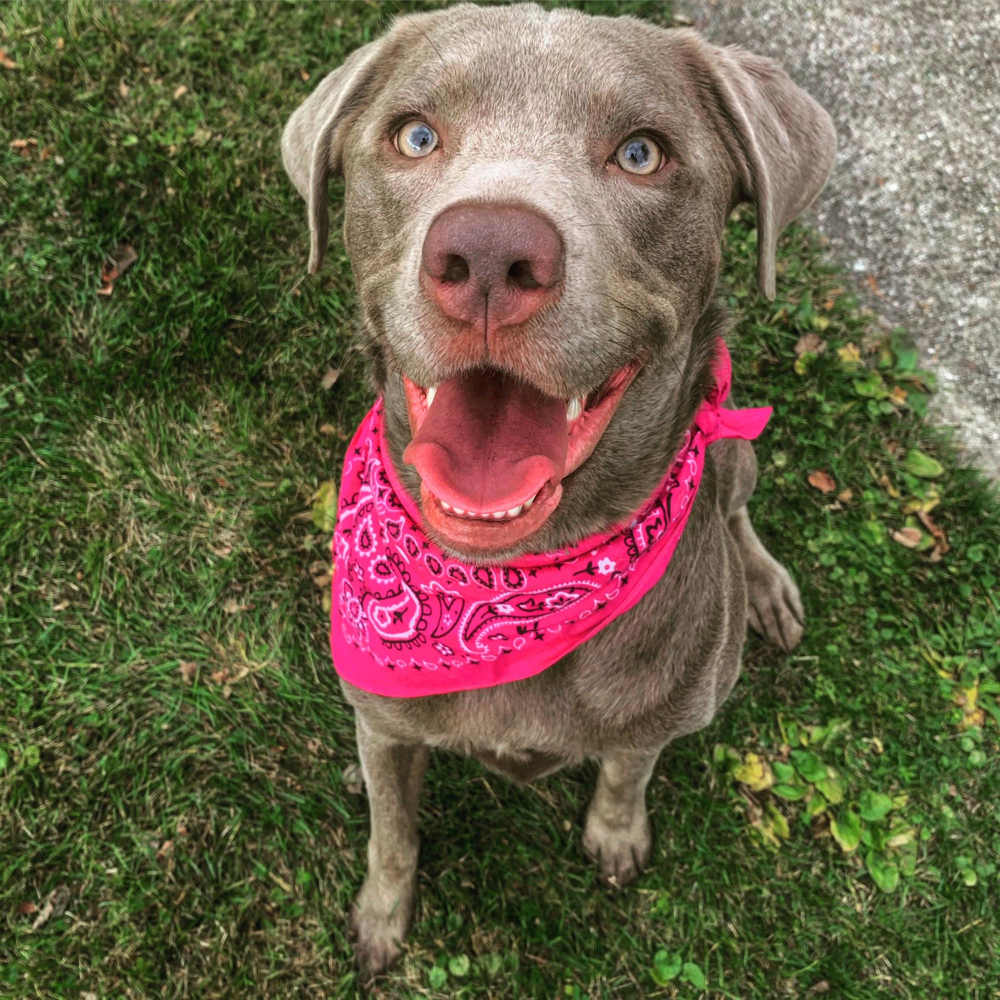 Picture of our Ember girl just because.