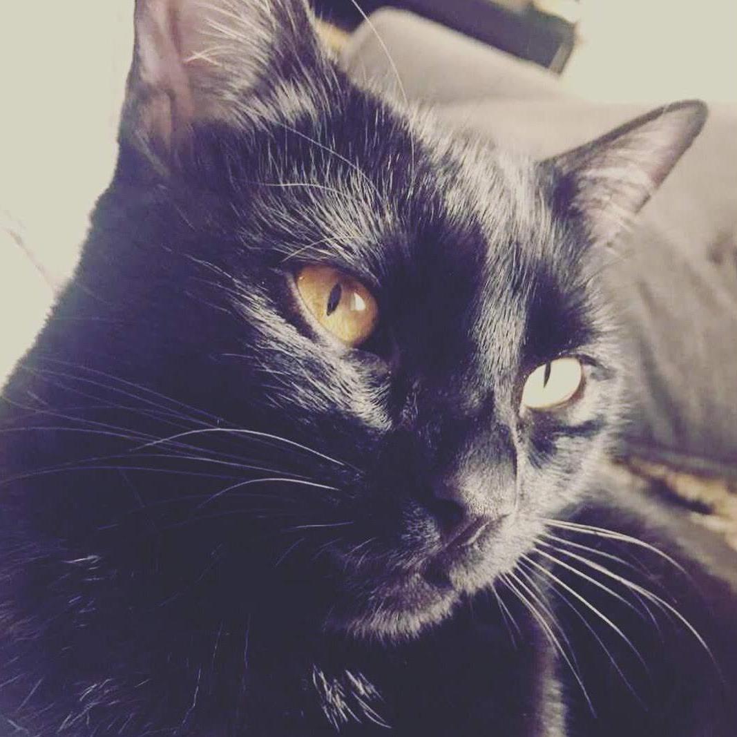 Our baby girl, Waffles.