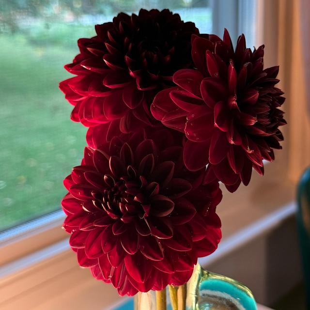 Dahlia Tubers For Next Year