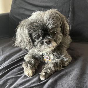 In Loving Memory of Izzi Gold: Help Pets in Need