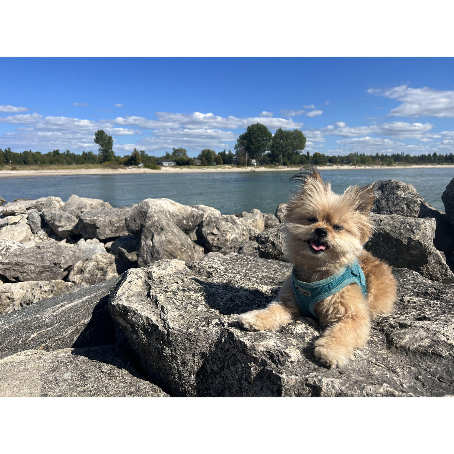 Gizmo approved